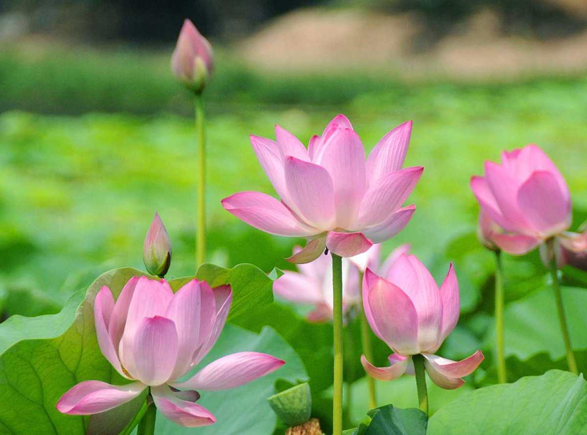 Giải Mã Quốc Hoa Việt Nam - Ý Nghĩa Của Hoa Sen Trong Phong Thuỷ