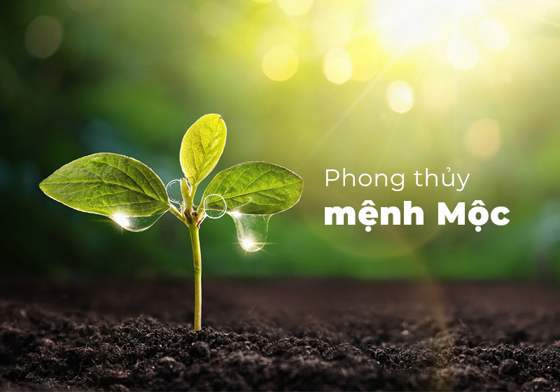 Mệnh Mộc hợp màu gì nhất? Cách chọn màu sắc chuẩn phong thủy cho người mệnh Mộc