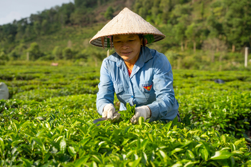 Sinh kế thích ứng biến đổi khí hậu
