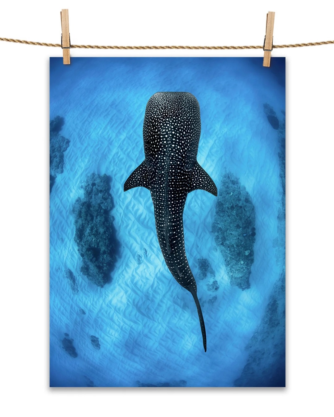 Khan-Jordan-Robins-Whale-Shark-Ningaloo-Reef-Towel-70x50cm-2.jpg?v=1777361445