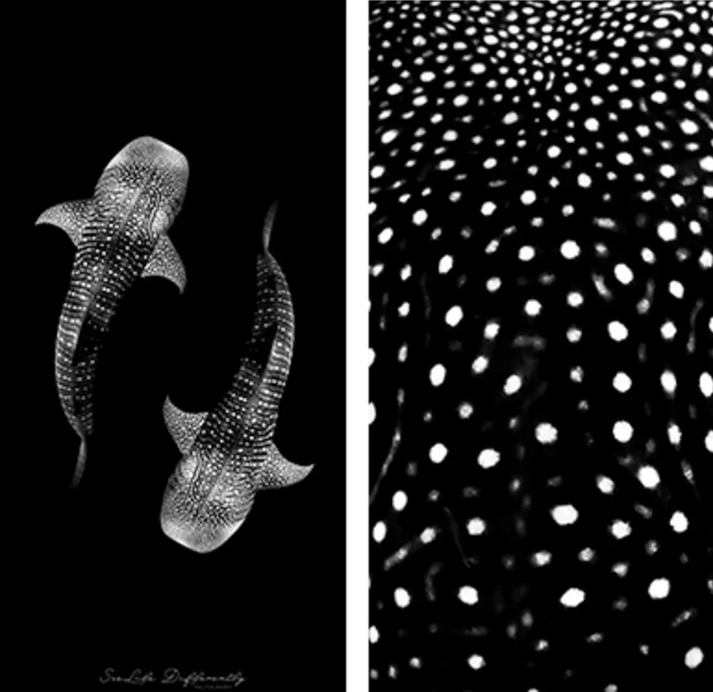 Khan-di-bien-SeaLife-Differently-Yin-Yang-Whale-Sharks-Towel-size-1m6x80cm.jpg?v=1779092941