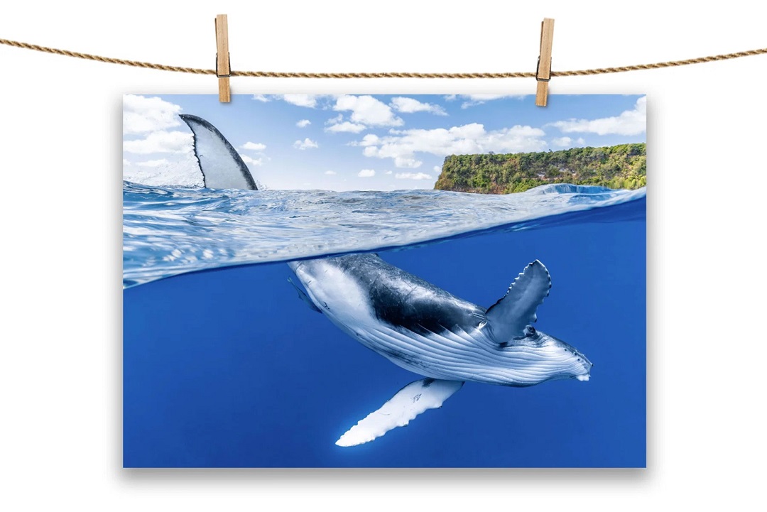 Khan-tam-The-Ocean-Dancer-Humpback-Whale-Tea-Towel-Kitchen-Towel-70x50cm-3.jpg?v=1776823567