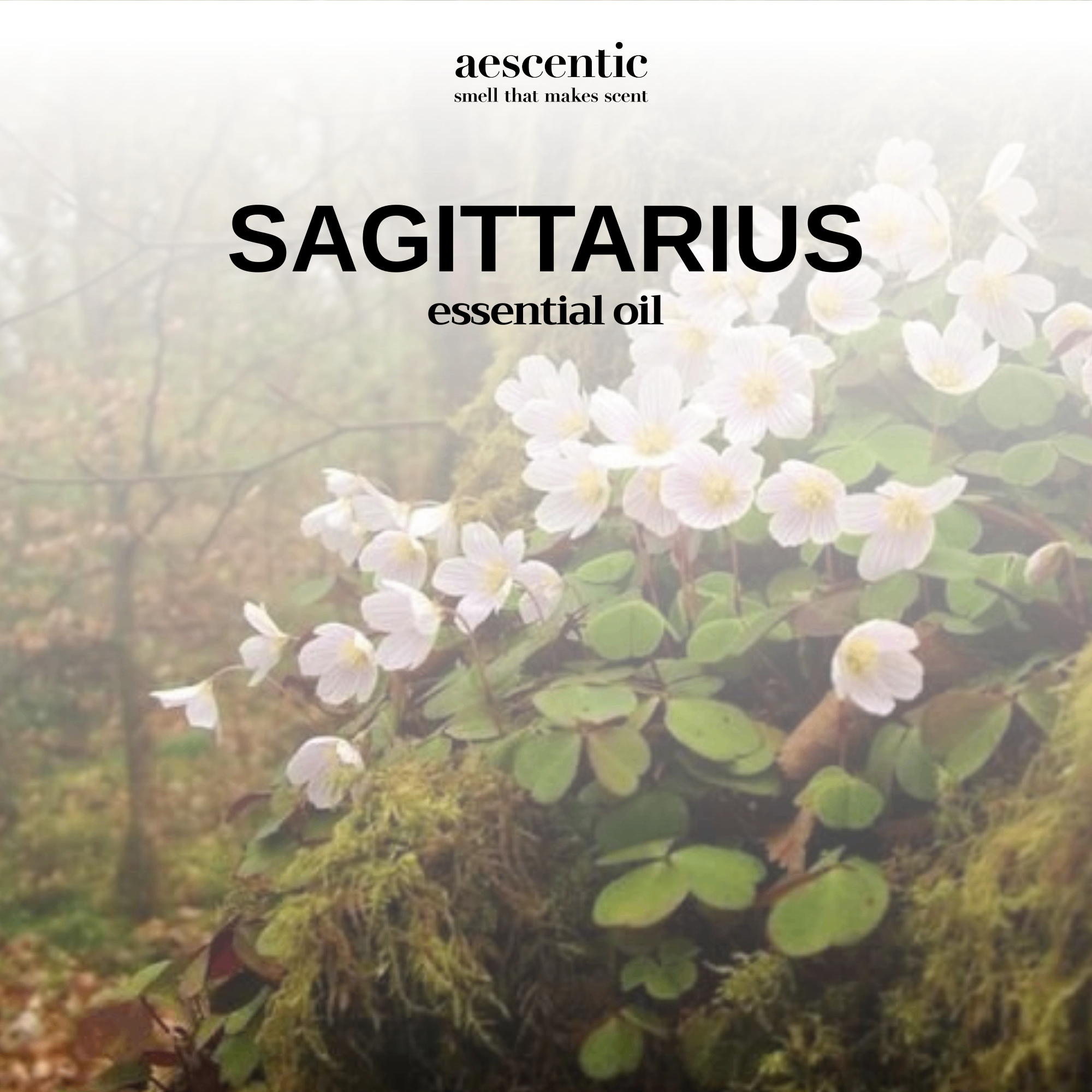 Tinh Dầu Khuếch Tán - SAGITTARIUS