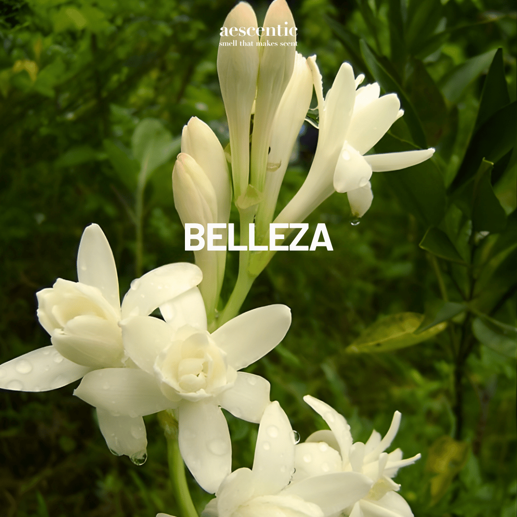 Nước hoa Aescentic - Belleza