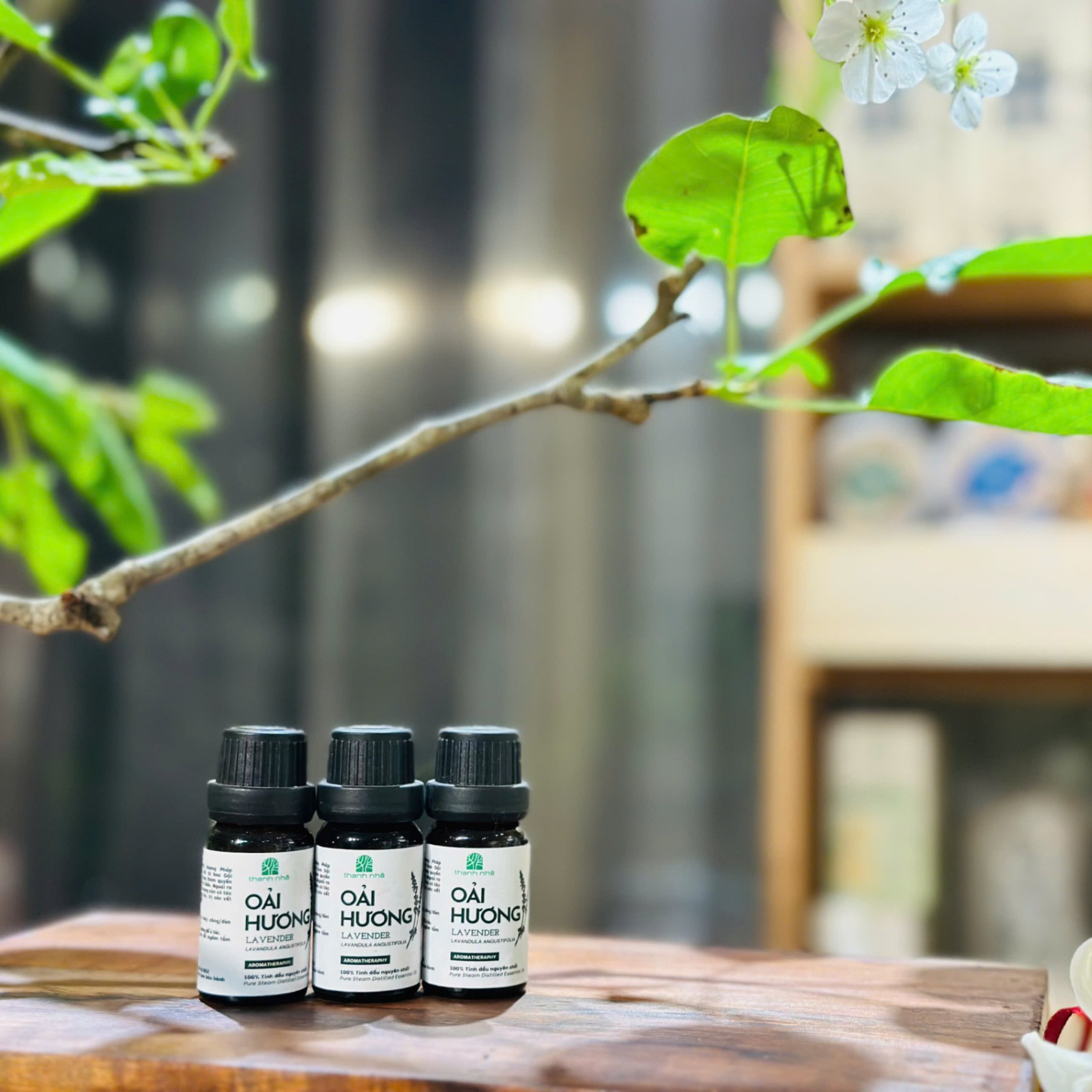 TN Tinh dầu Oải Hương (10ml)