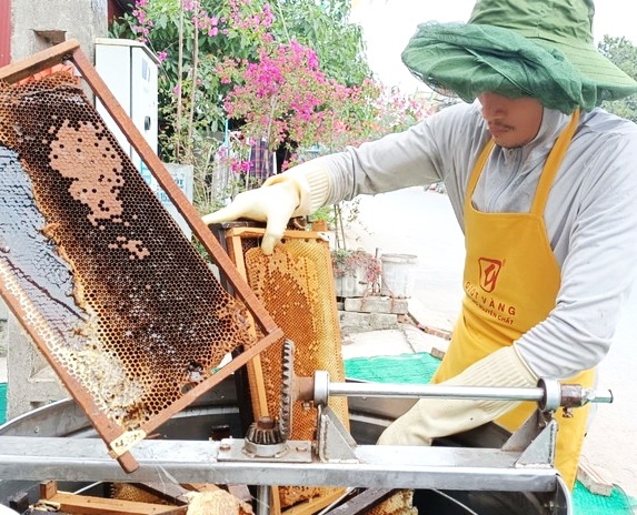 Hải Dương: Mô hình khai thác đa giá trị cây trồng bằng mật ong hoa vải