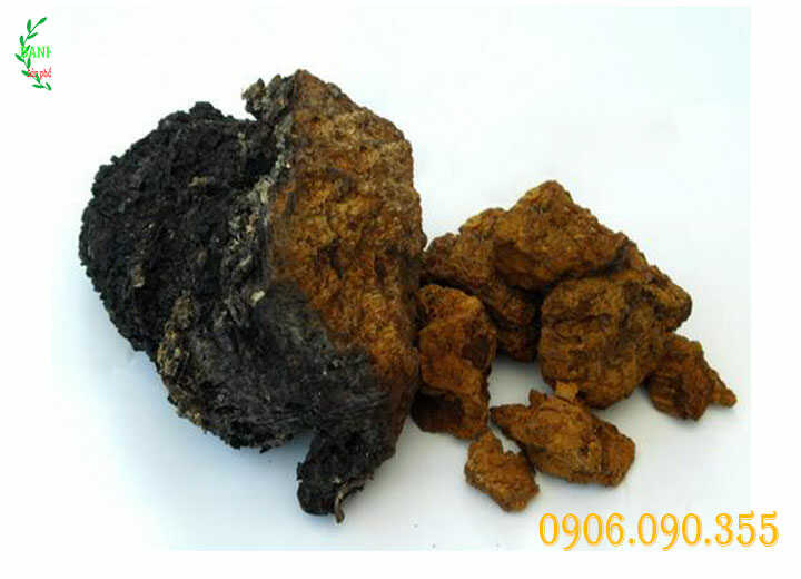 Nấm Chaga Nga