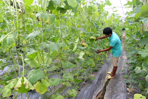 NÔNG NGHIỆP SẠCH, THUẬN TỰ NHIÊN PHẢI HIỂU THẾ NÀO CHO ĐÚNG