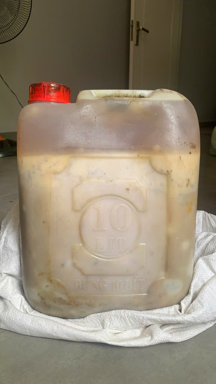 Dầu thông làm tinh dầu, phủ nón lá can 10kg