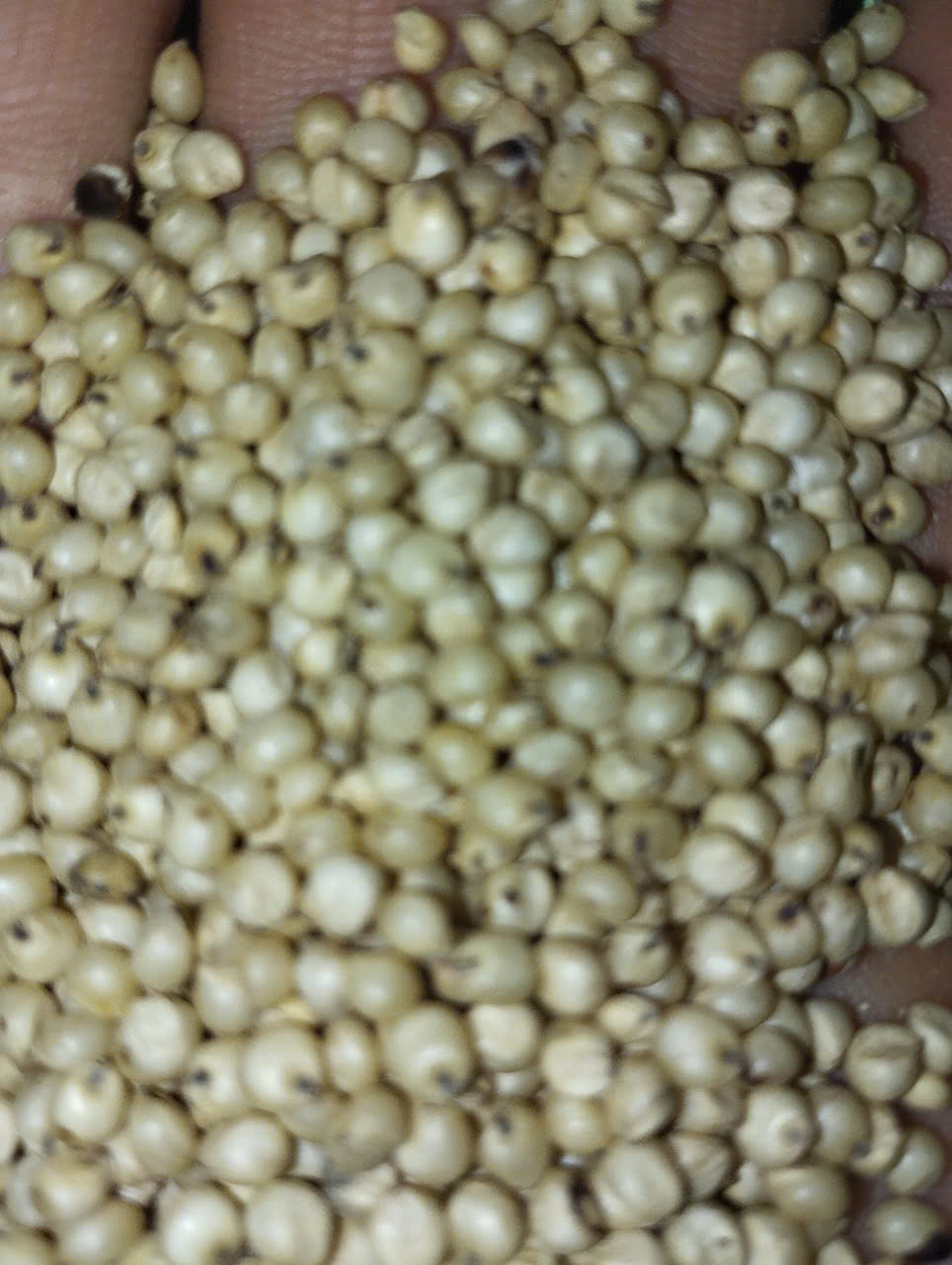 HẠT BO BO LOẠI 1 ( HẠT Ý DĨ)