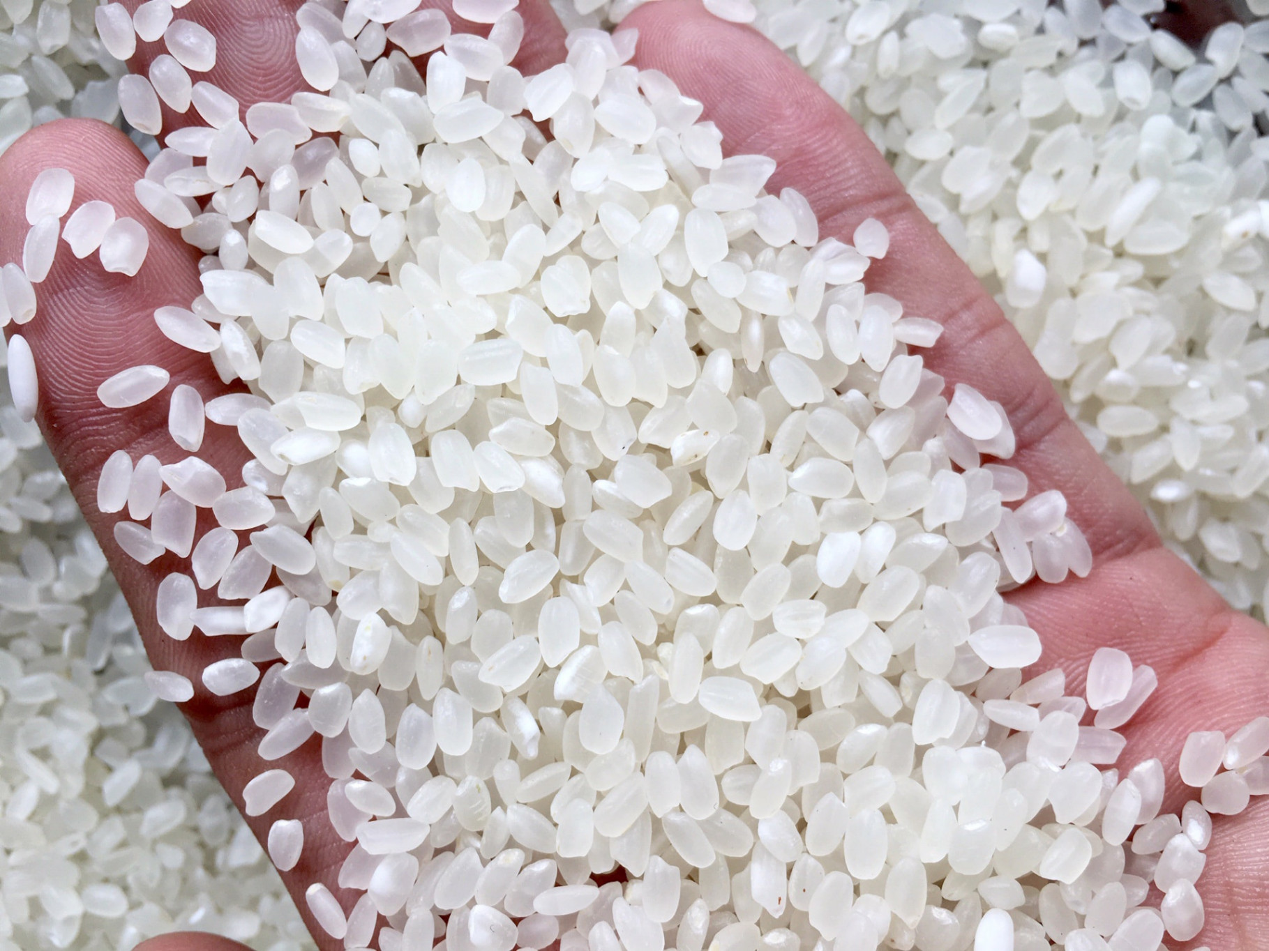 Khám phá vẻ đẹp và giá trị của các loại gạo Nhật Bản