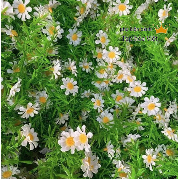 Túi 100g Cỏ điểm_Cúc Họa Mi