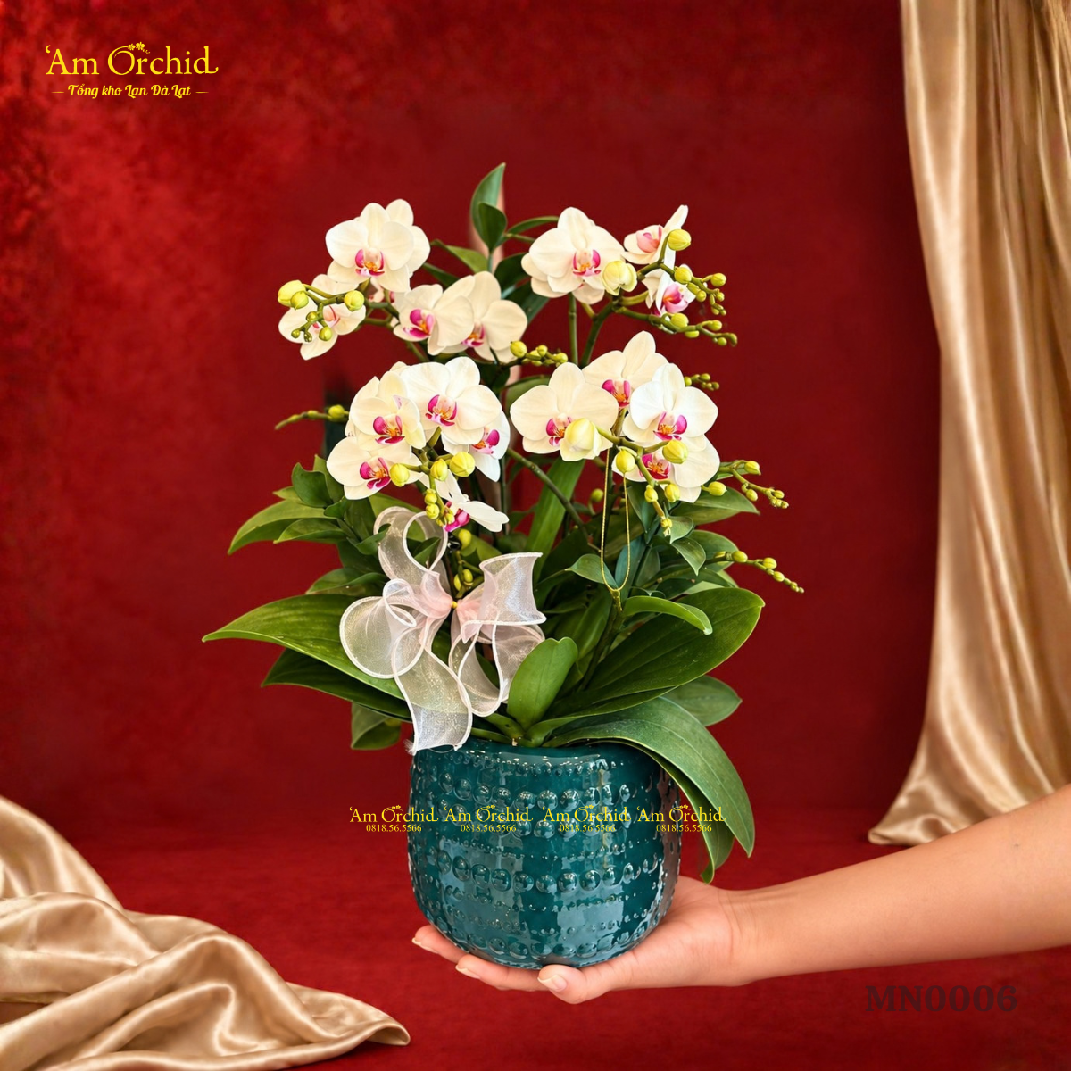 -Am-Orchid-RA-MAT-BO-SUU-TAP-HOA-LAN-THANG-10-GUI-NGUOI-TRAN-QUY-41.png