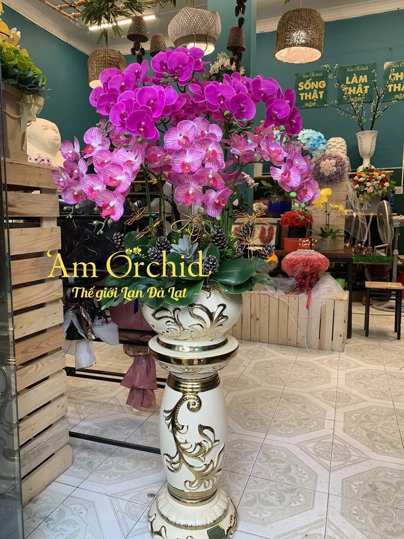 Hoa lan Đà Lạt ‘Am Orchid