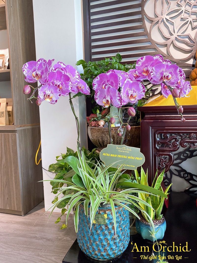 Những mẫu lan hồ điệp biếu tặng được khách hàng ưa thích nhất tại 'Am Orchid