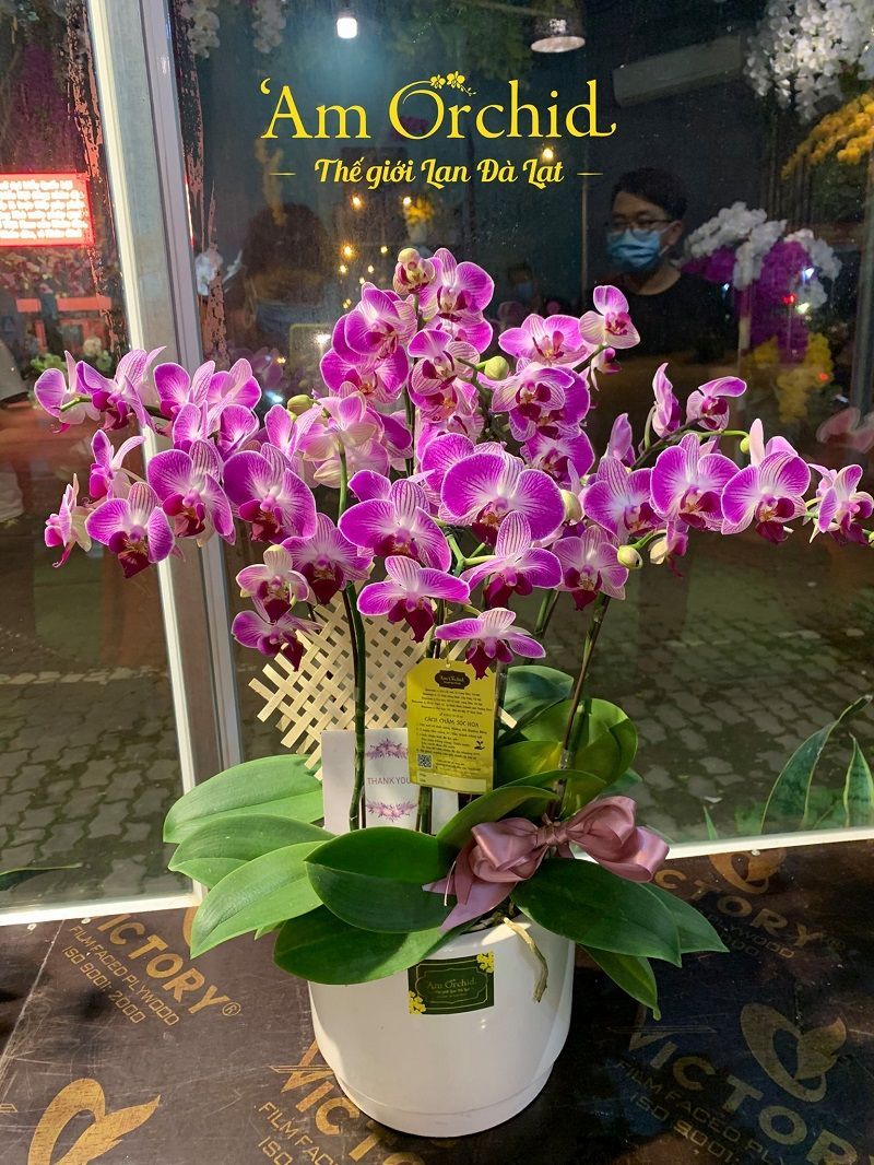 Những mẫu lan hồ điệp biếu tặng được khách hàng ưa thích nhất tại 'Am Orchid