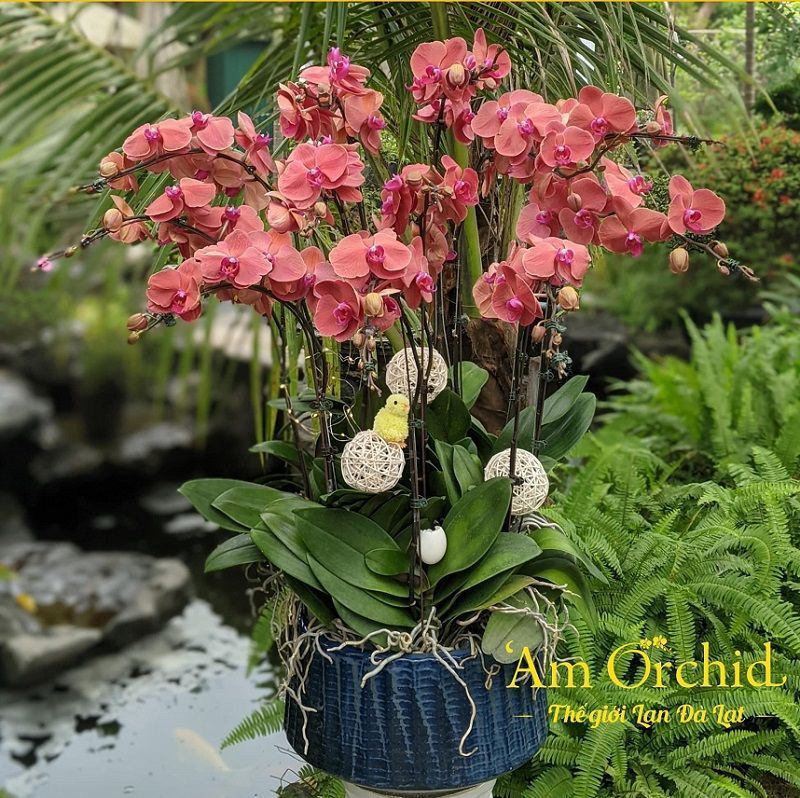 Những mẫu lan hồ điệp biếu tặng được khách hàng ưa thích nhất tại 'Am Orchid