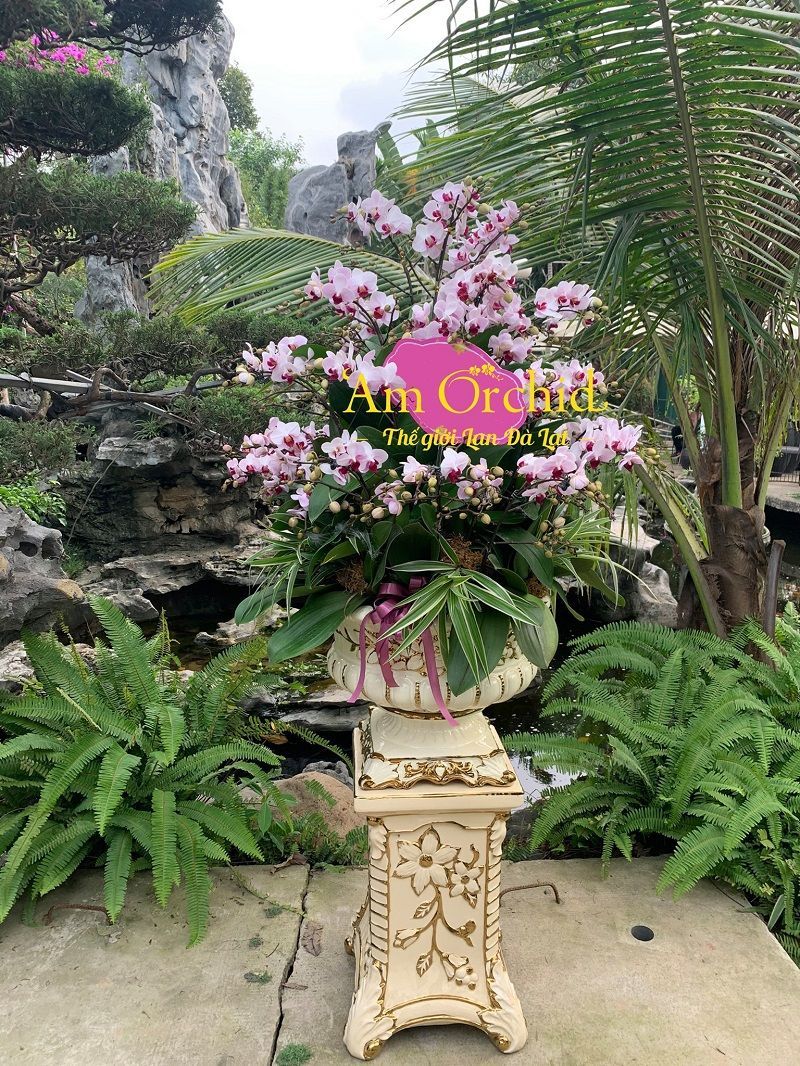 Những mẫu lan hồ điệp biếu tặng được khách hàng ưa thích nhất tại 'Am Orchid