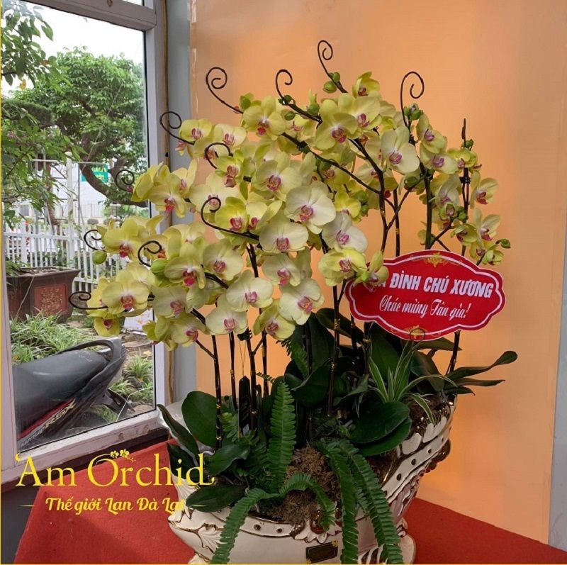 Những mẫu lan hồ điệp biếu tặng được khách hàng ưa thích nhất tại 'Am Orchid