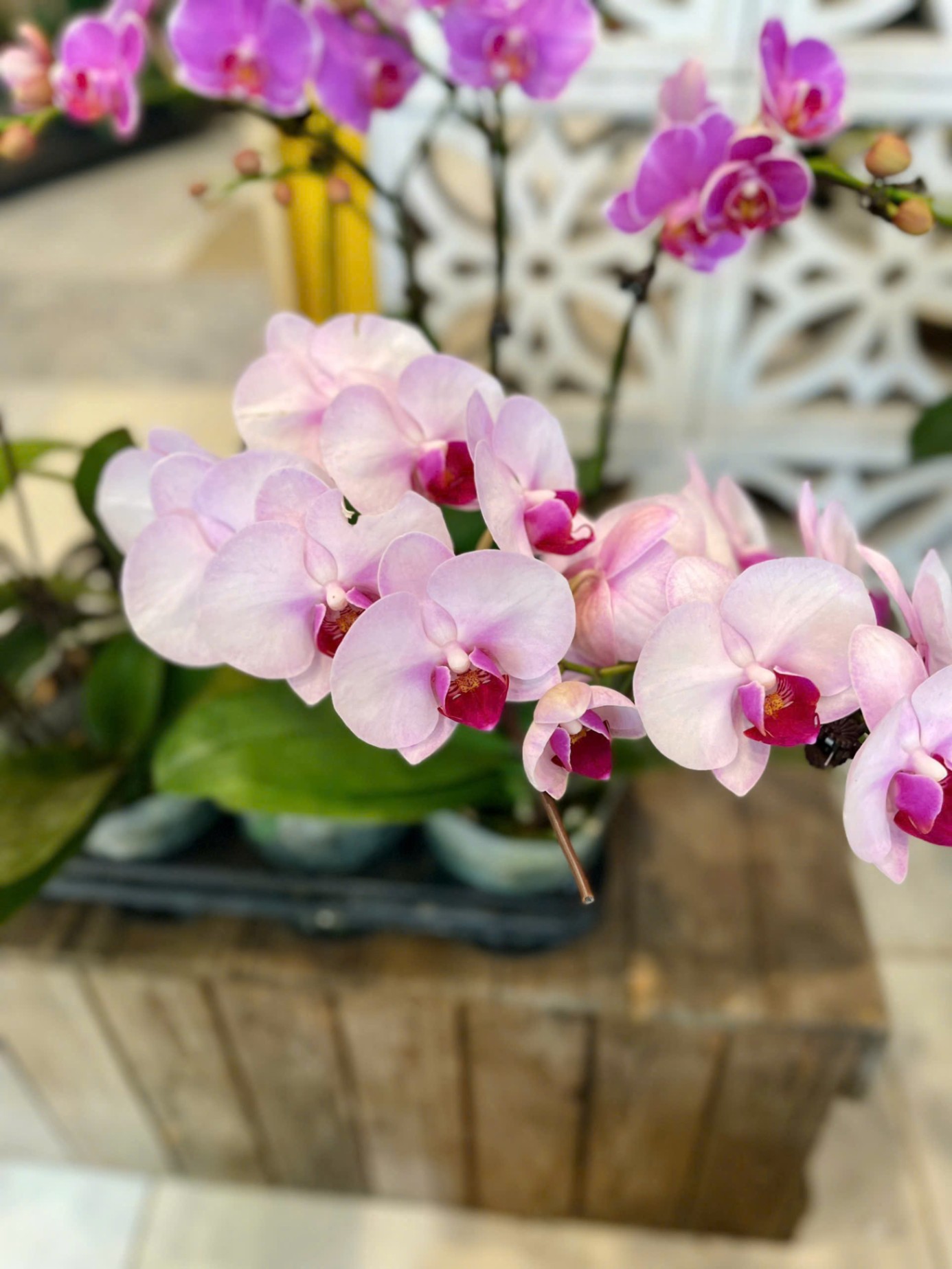 Hoa lan mini hồng hàn châu
