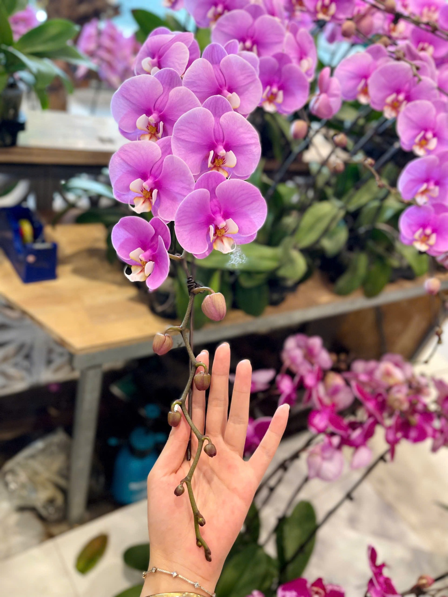 Hoa lan hồng Ana 336