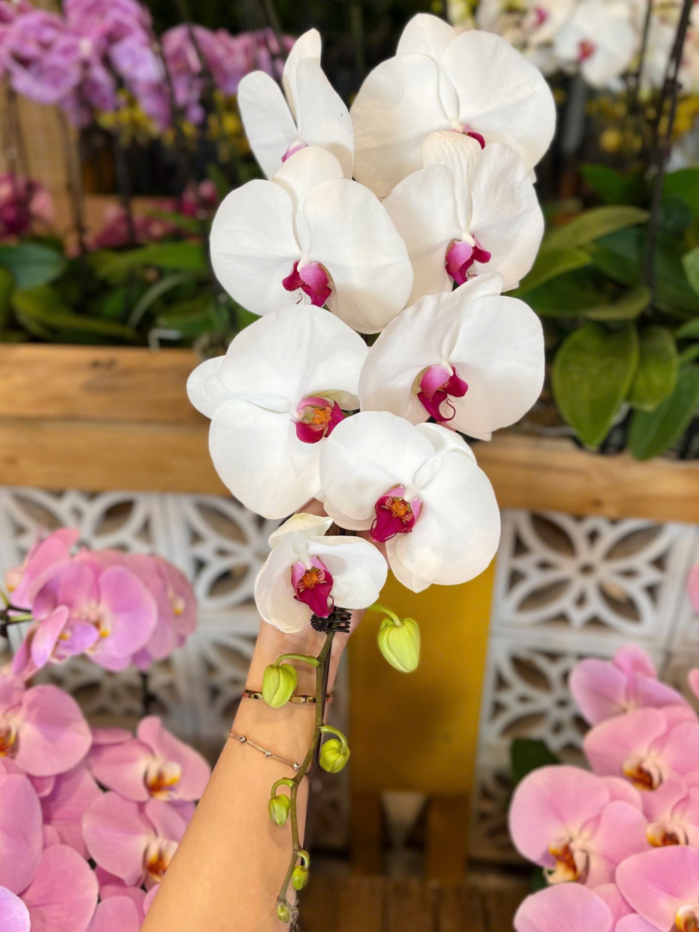 Hoa lan trắng nhị đỏ