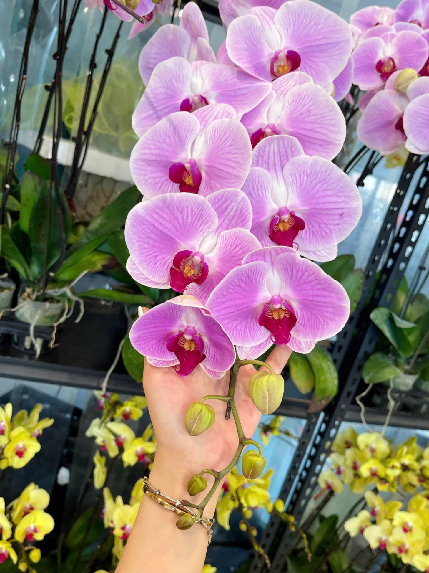 Hoa lan hồng cà 226