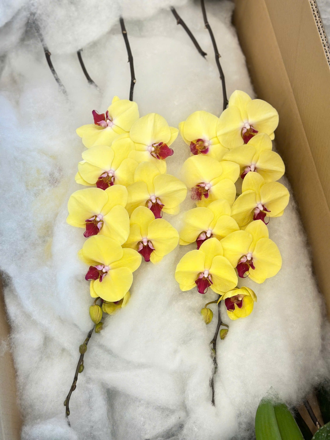 Hoa lan vàng 074