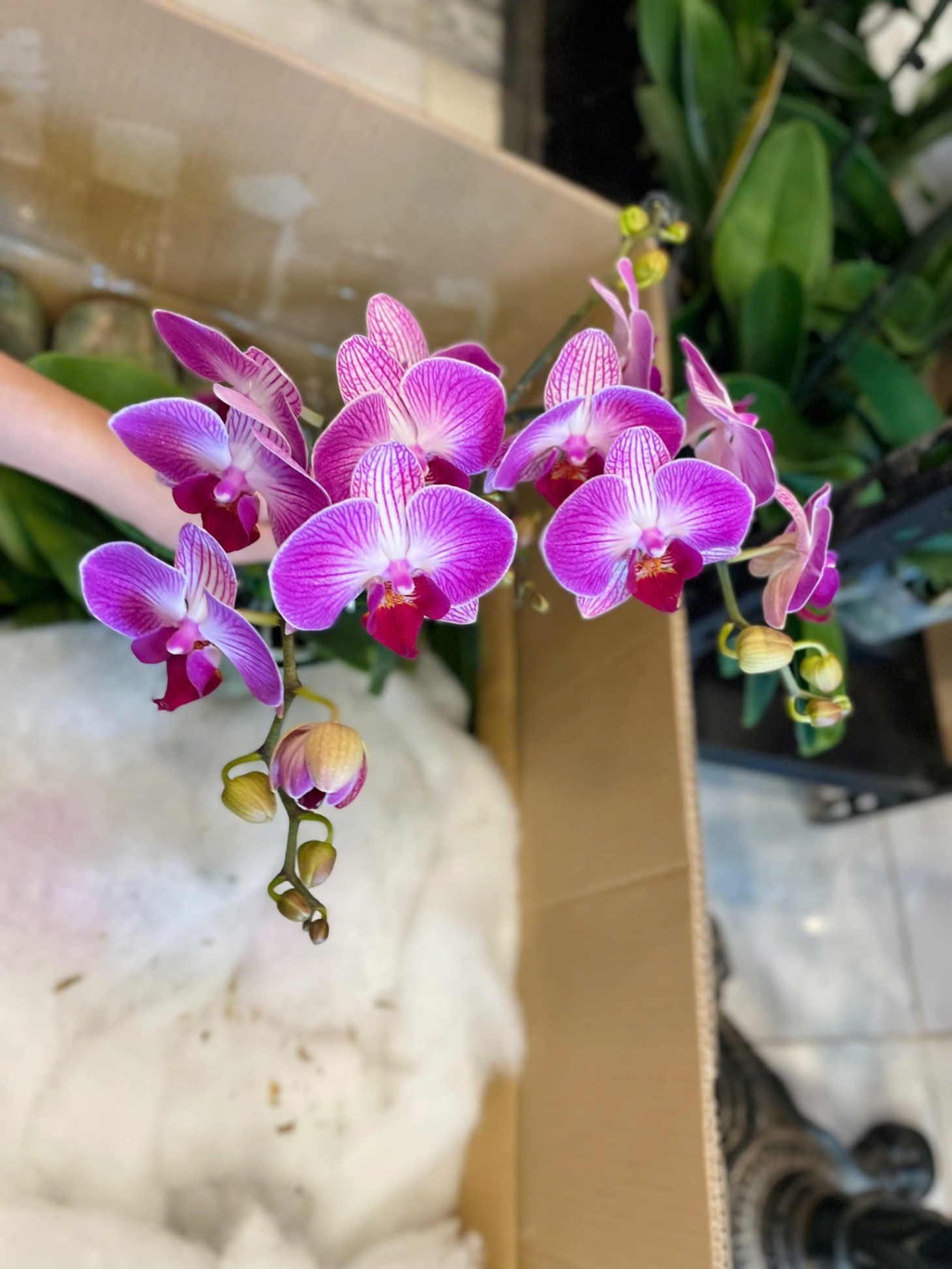 Hoa lan mini đèn lồng