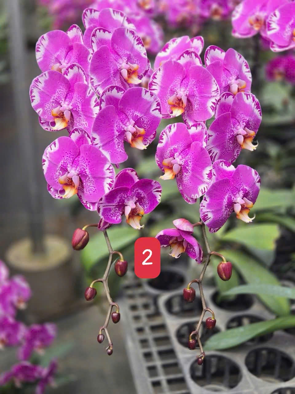 Hoa lan hồng bản đồ kho báu A280