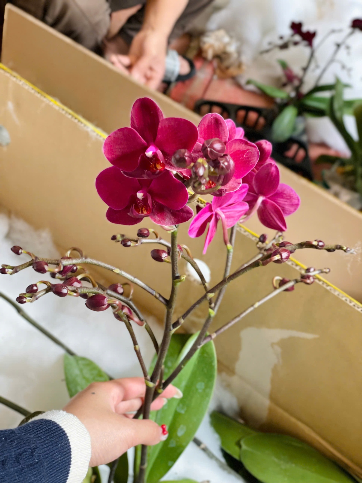 Hoa lan mini cảm đỏ