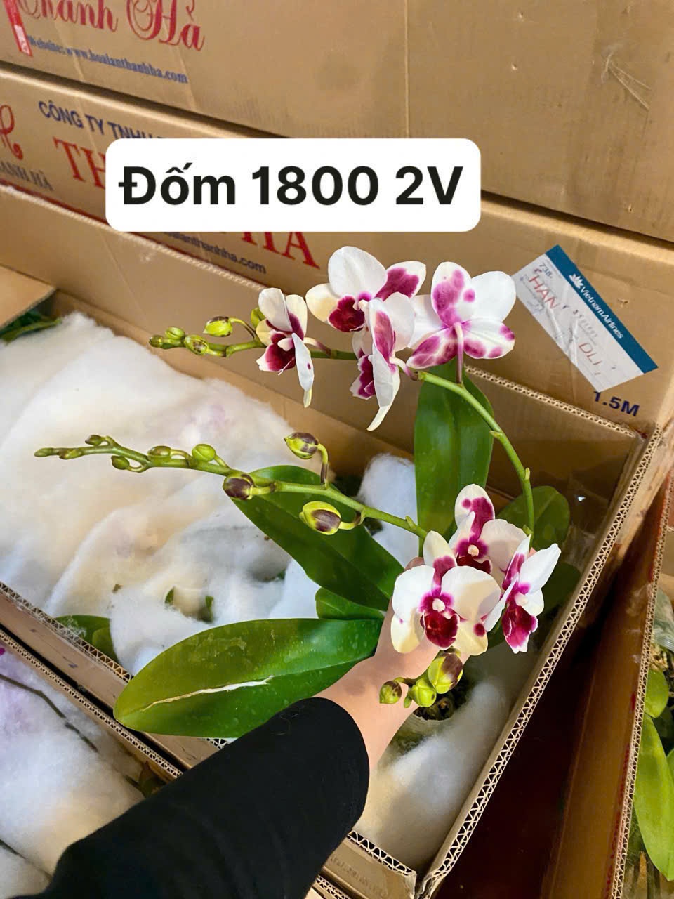 Hoa mini bò sữa 1800