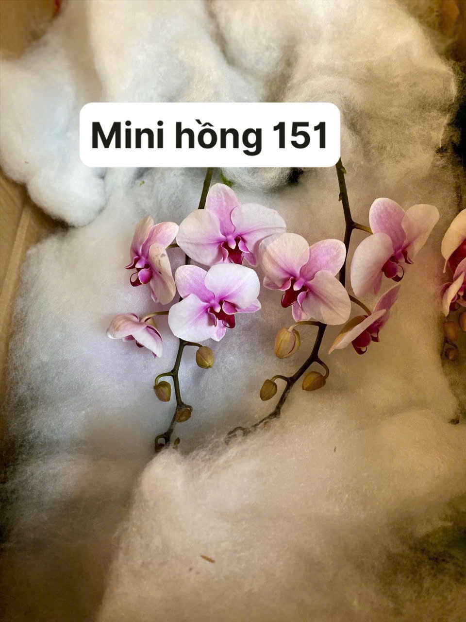 Hoa lan mini hồng 151