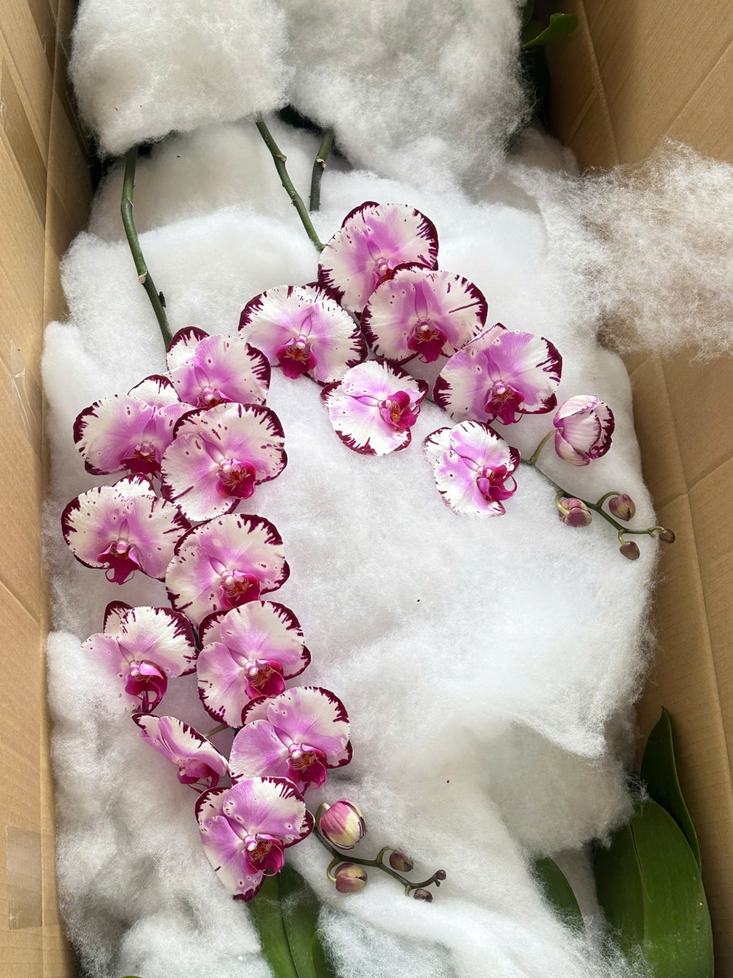 Hoa lan hồng cánh bướm
