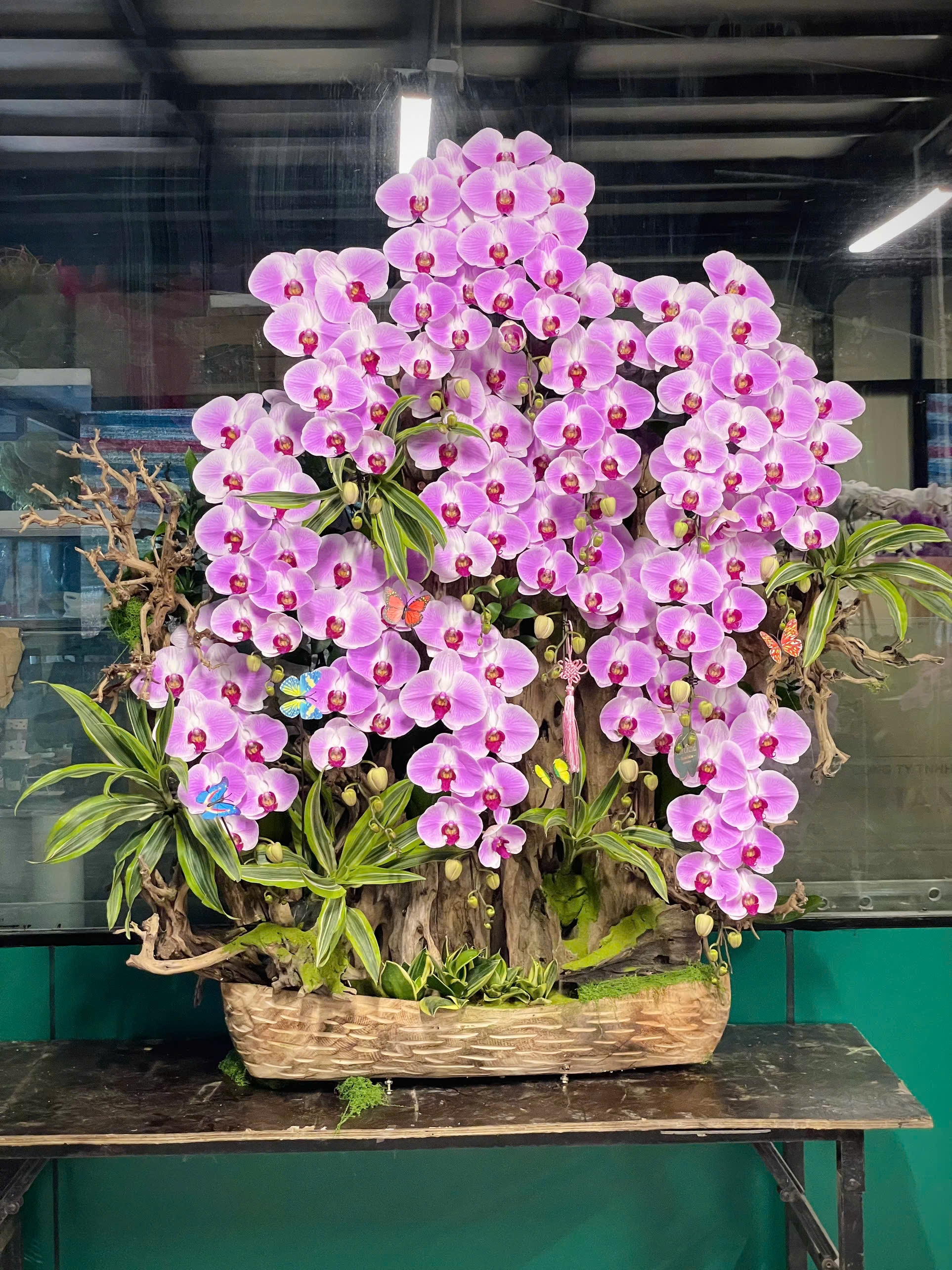 CBT5-13 Lan hồng mix lũa tiểu cảnh