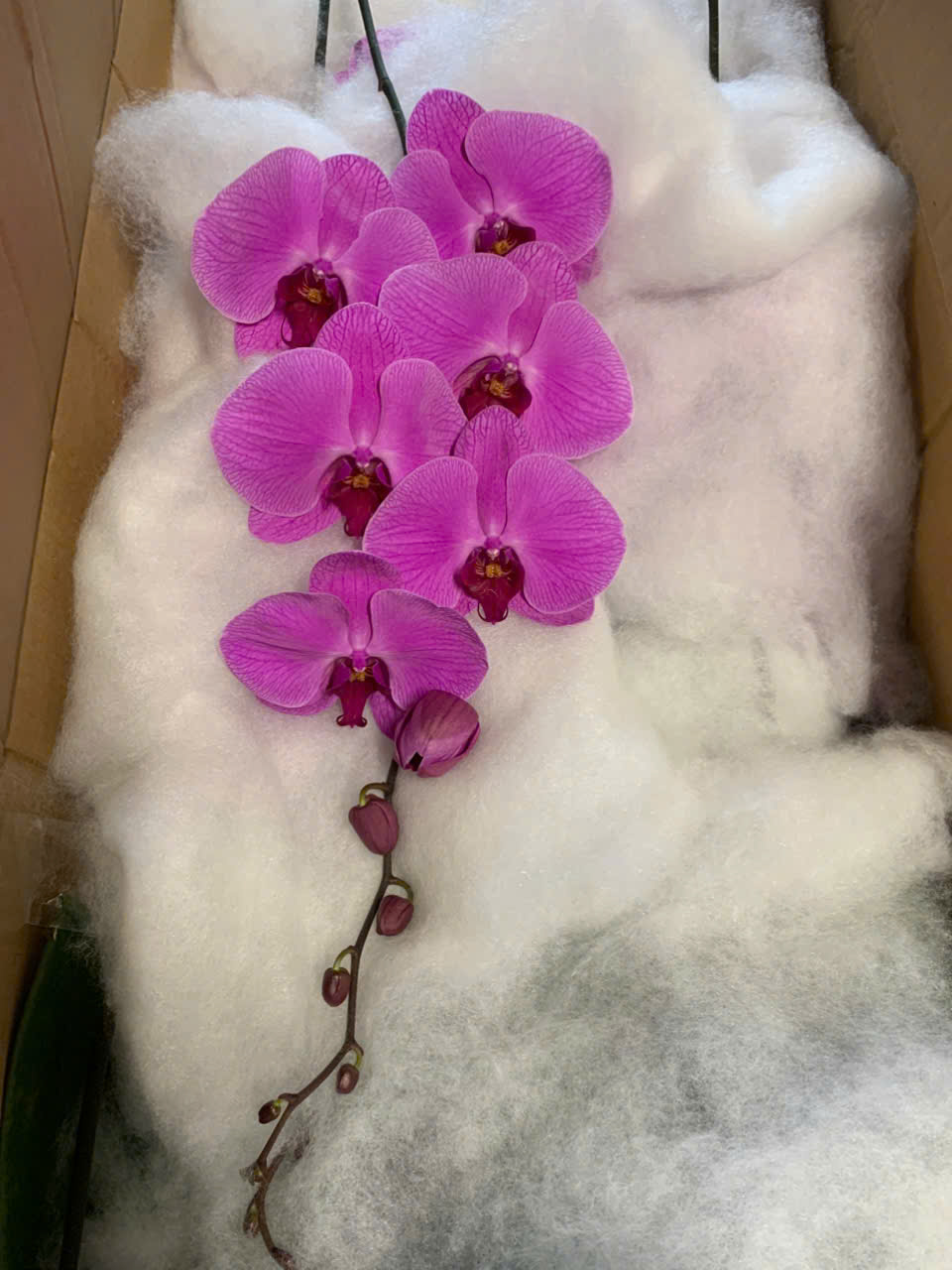 Hoa lan hồng kẻ mật đào