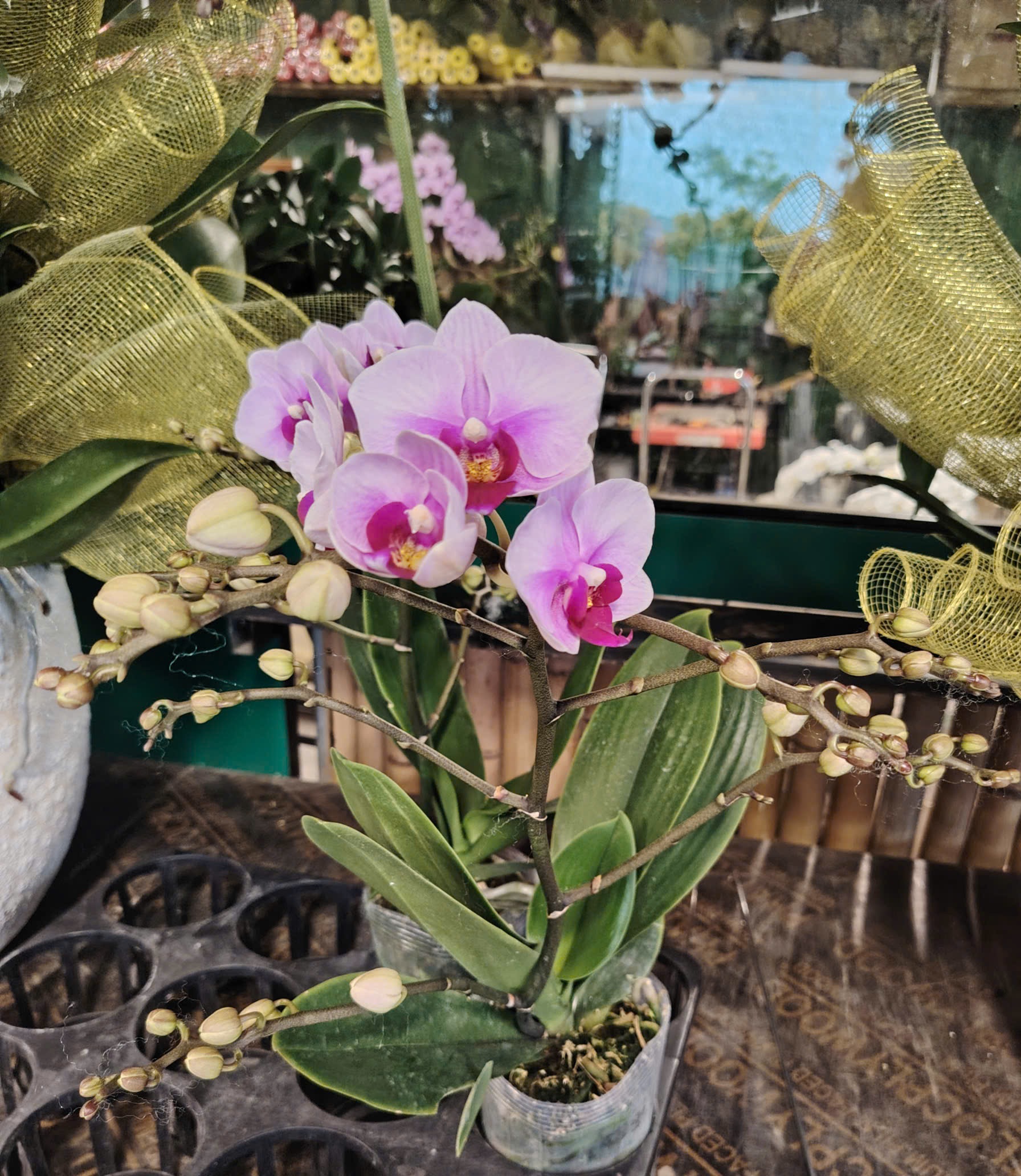 Hoa lan mini hồng 002
