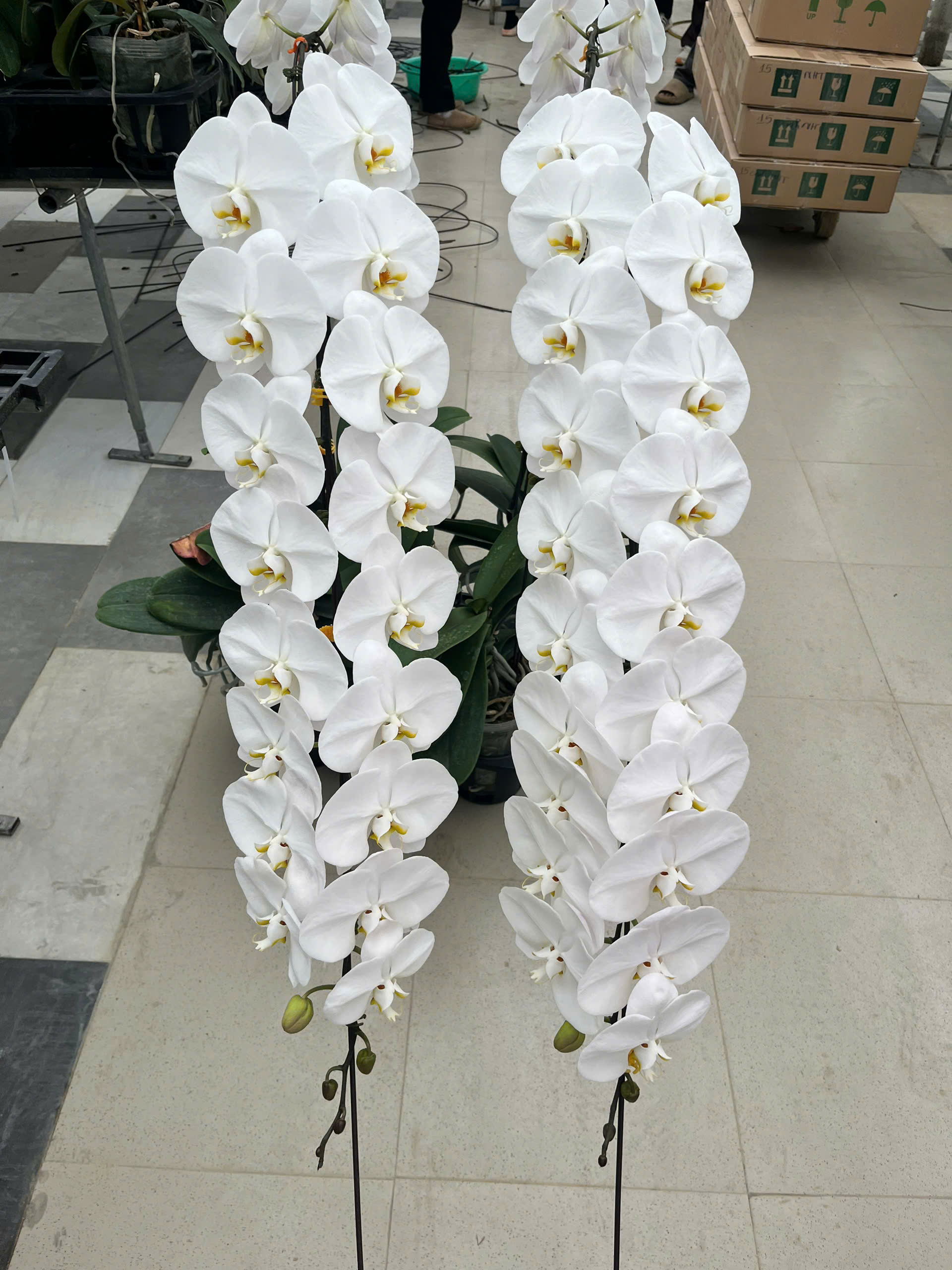 Hoa lan trắng Vip Nữ hoàng