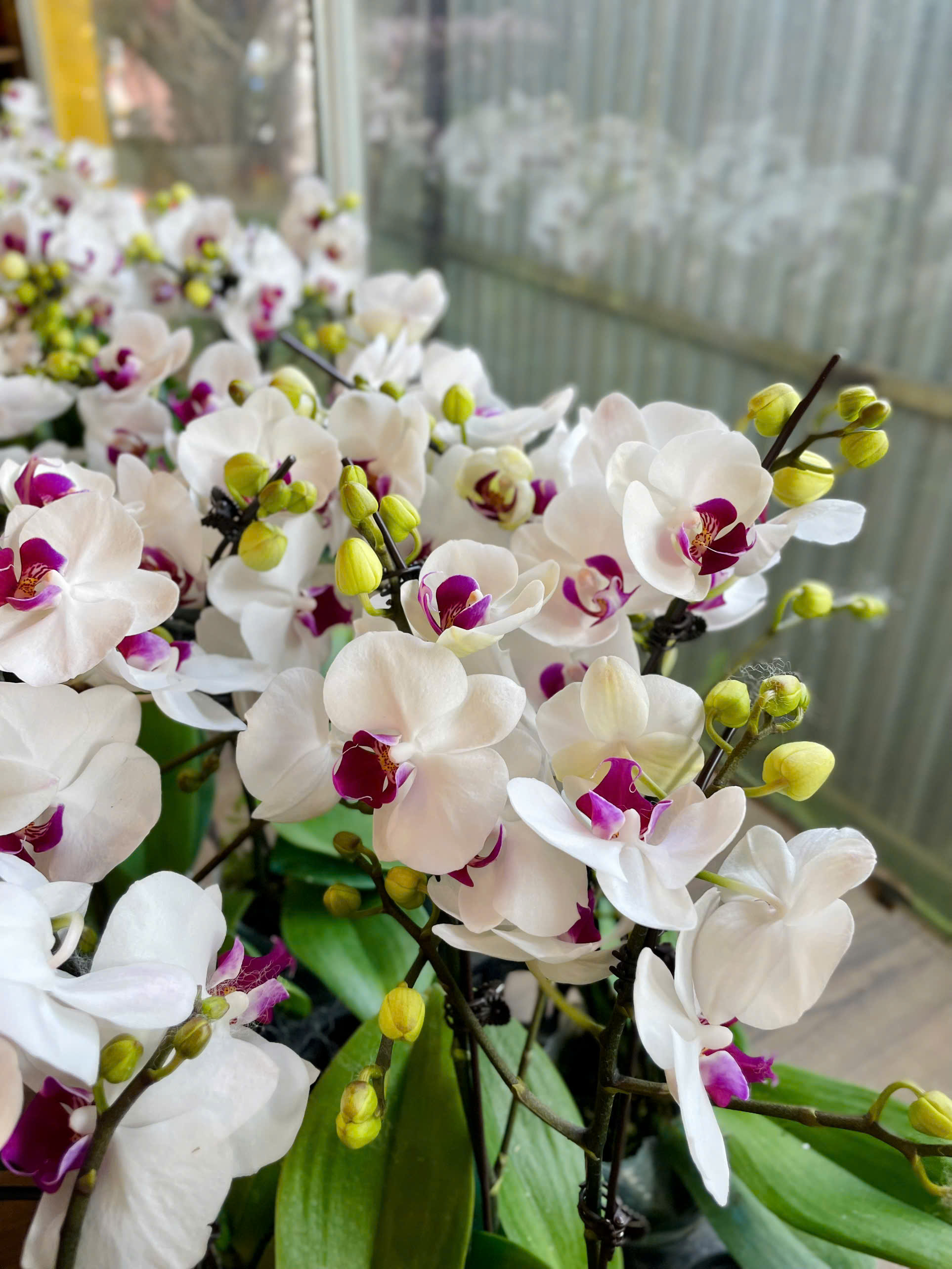 Hoa mini trắng nhị đỏ
