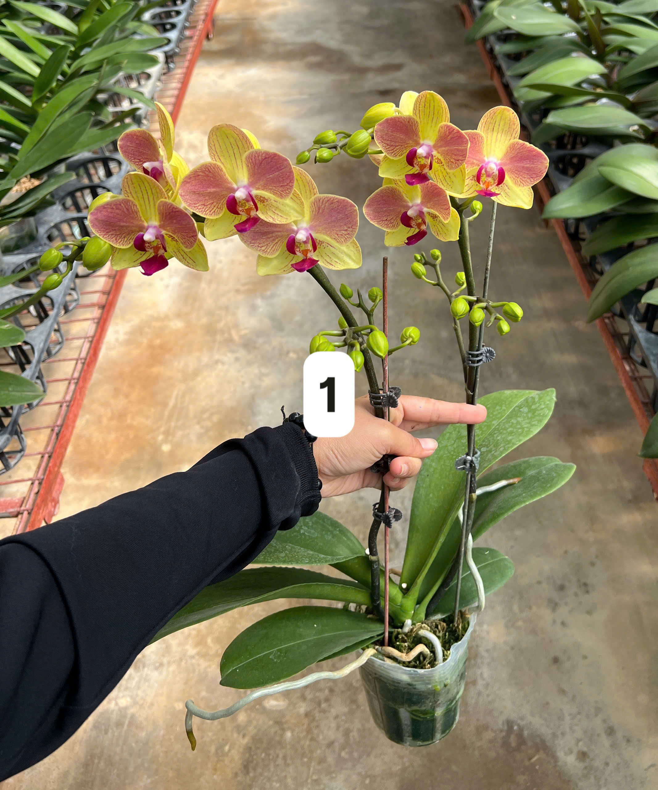 Hoa lan mini tam sắc 2v