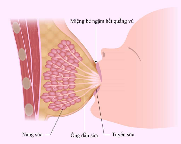 sữa mẹ được sản xuất như thế nào?