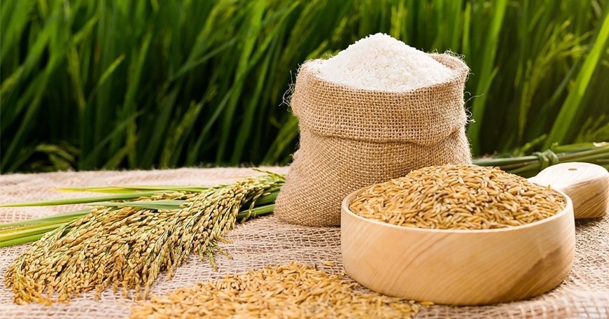 Giá lúa gạo hôm nay (2-9): Duy trì ổn định 