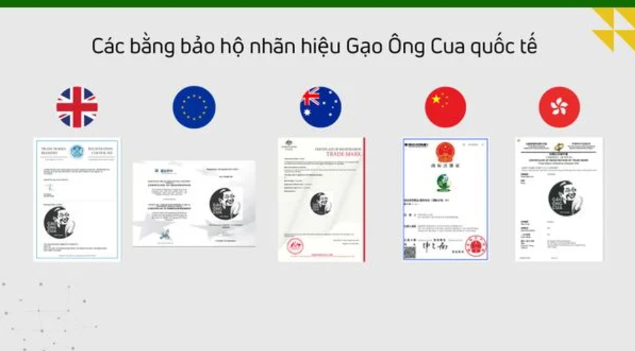 Các thị trường xuất khẩu Gạo Ông Cua ST25
