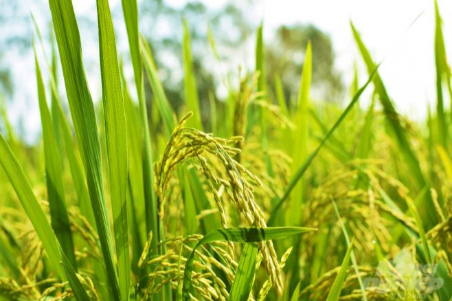 Giá lúa gạo hôm nay (4-9): Giá lúa Hè Thu neo ở mốc cao 