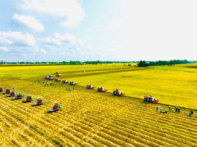 Giá lúa gạo hôm nay 5/9/2024: Giá gạo tăng 50 - 150 đồng/kg 