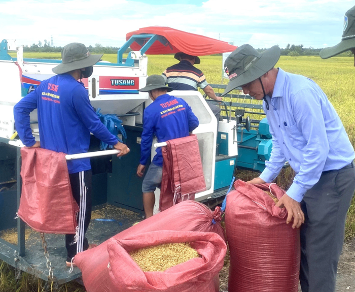 Giá lúa ST25 tăng 'kinh khủng', thị trường lúa gạo rất nóng