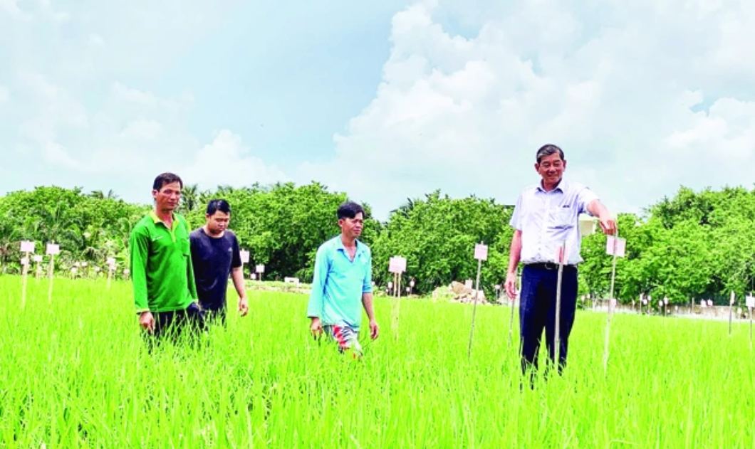 Rủi ro khi trồng lúa ST25 ngoài vùng đồng bằng sông Cửu Long