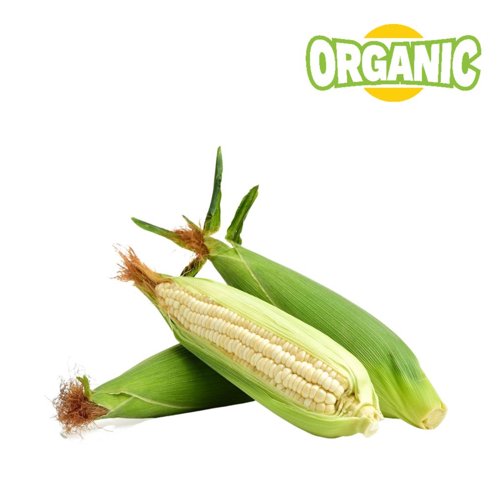 Bắp nếp hữu cơ USDA Food King