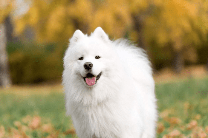 Chó Samoyed