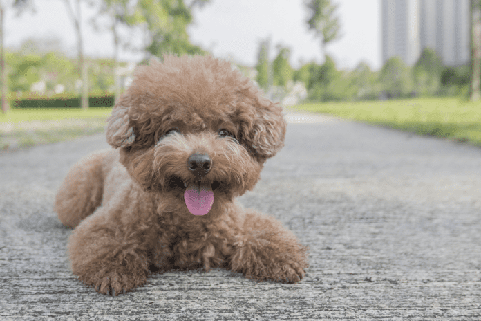 Cạo lông chó cho chó Poodle và ưu – nhược điểm bạn nên biết